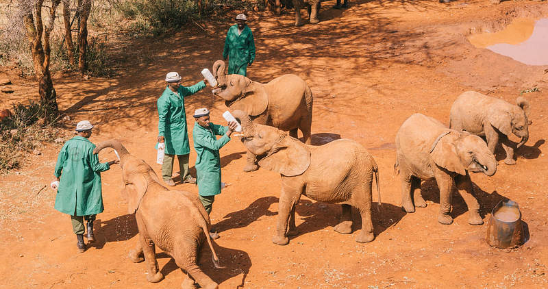 Sheldrick Elephant Orphanage, a short drive from Jungle Oasis Nairobi accommodation in Karen