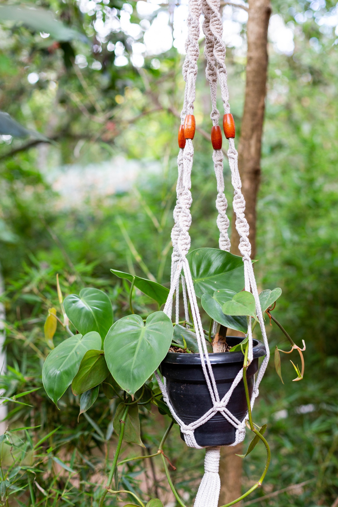 Macrame plant hanger with wooden beads holding a heart-leaf philodendron in the studio's tropical garden