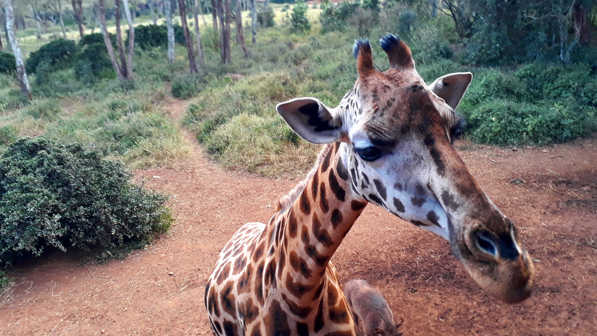 Giraffe Centre, a short drive from Jungle Oasis Nairobi accommodation in Karen